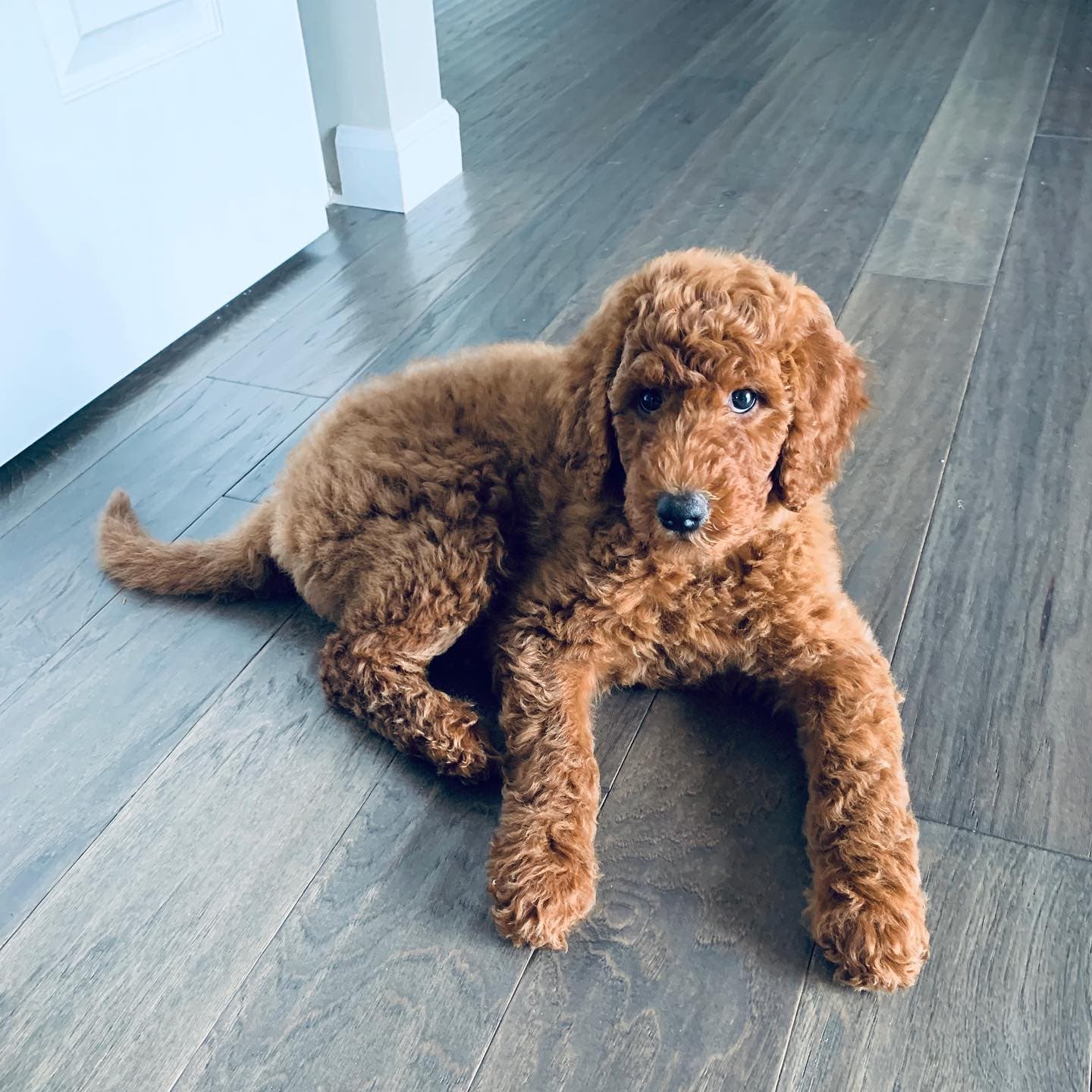 An apricot-coloured curly-haired puppy stretched out on dark hardwood floors.
